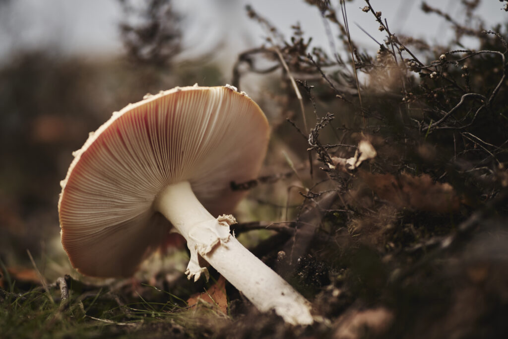 Amanita muscaria mushroom helps to cope with anxiety