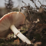 Amanita muscaria mushroom helps to cope with anxiety