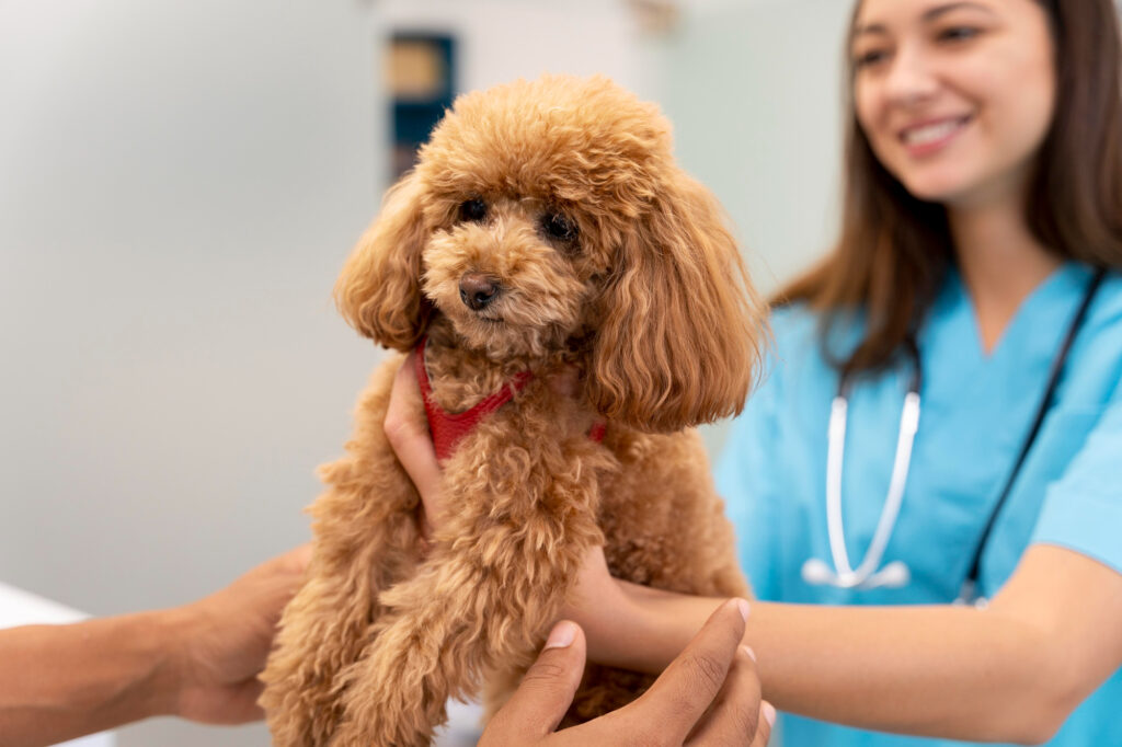 Veterinary Check-Ups for Pets
