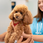 Veterinary Check-Ups for Pets