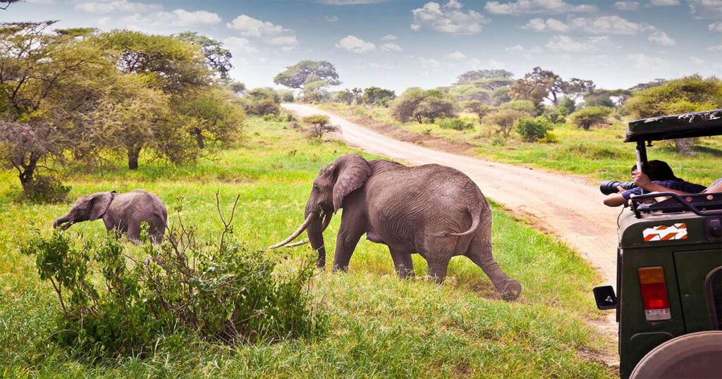 Tanzania safari